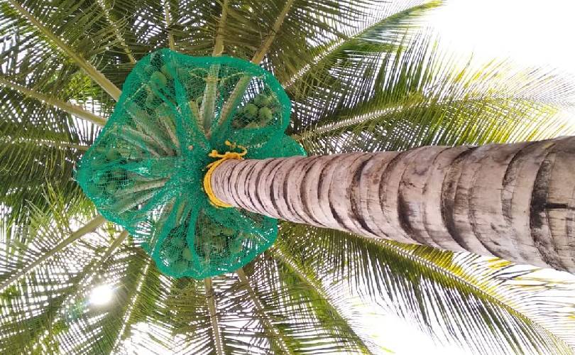 Coconut Tree Safety Nets In Kerala